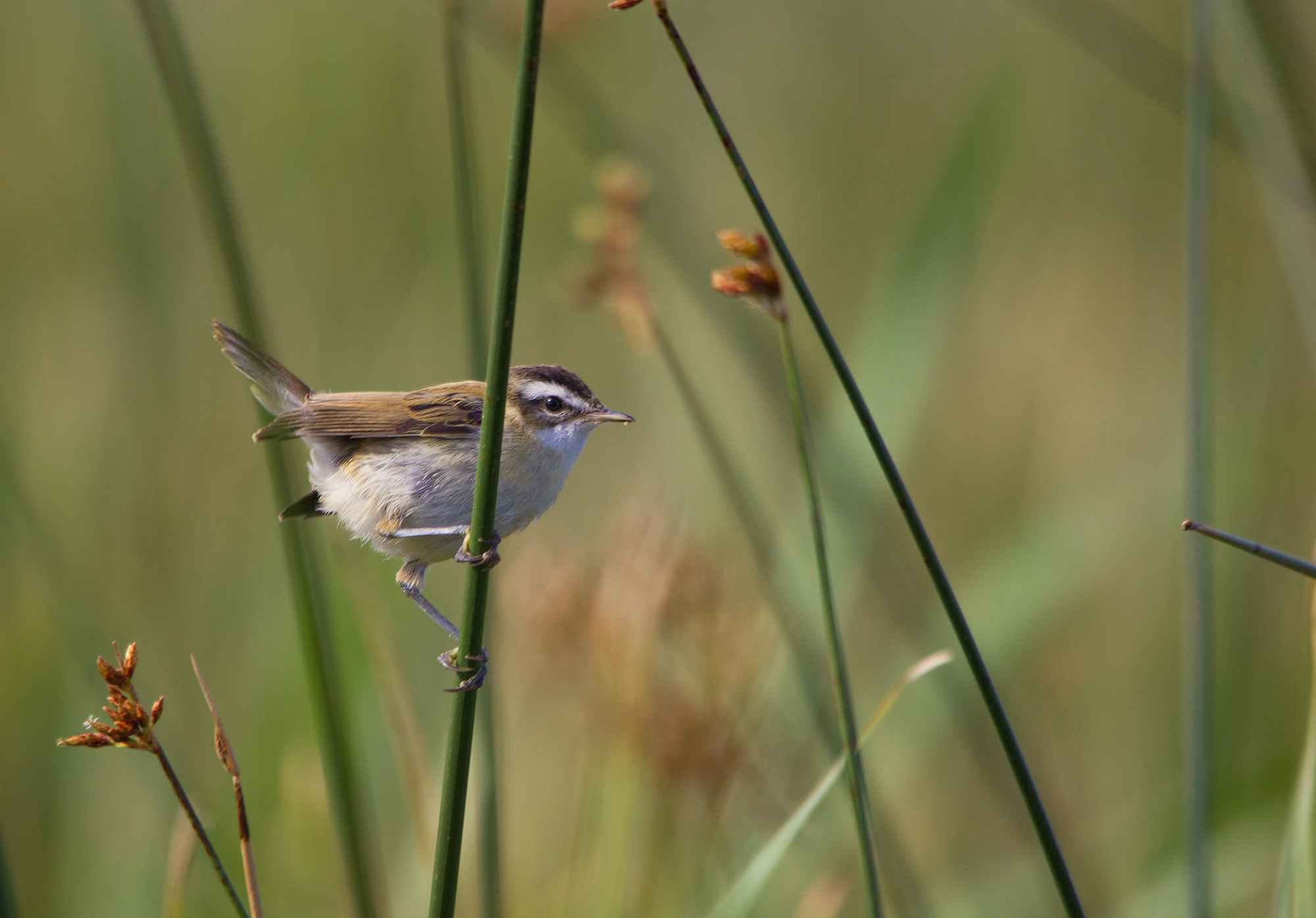 Moustached Warbler